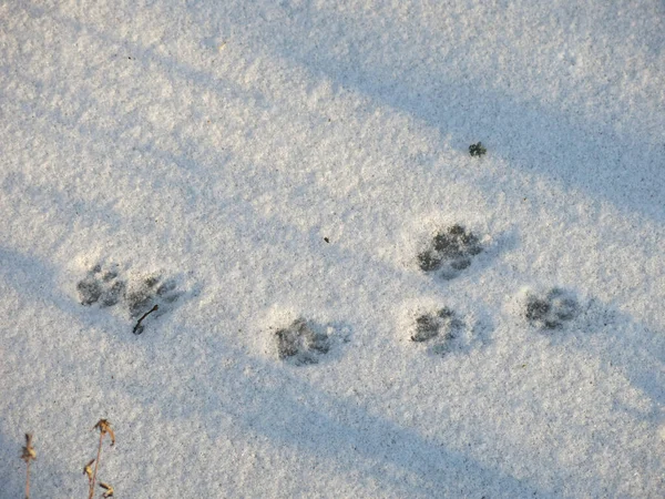 footprints of cats on a flat snow field