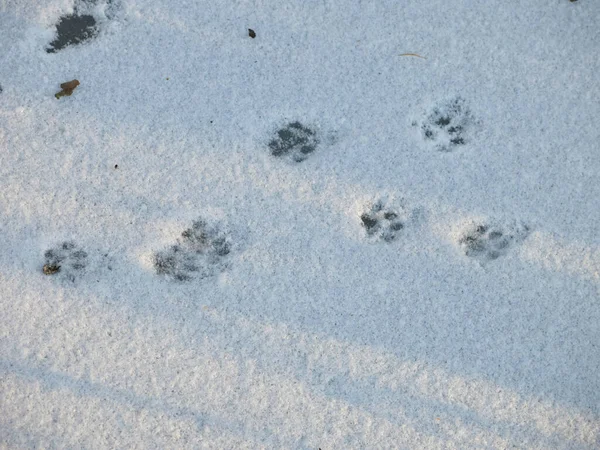 footprints of cats on a flat snow field