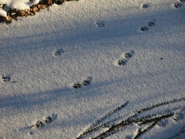 Empreintes Chats Sur Champ Neige Plat Images De Stock Libres De Droits