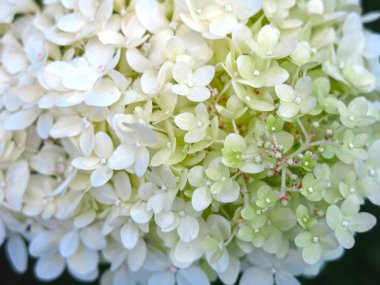 Beyaz paniklemiş ortanca otlağı yazın çiçek açar.