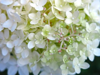 Beyaz paniklemiş ortanca otlağı yazın çiçek açar.