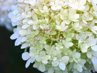 Beyaz paniklemiş ortanca otlağı yazın çiçek açar.