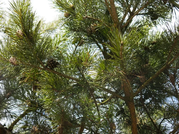 Ramos Verdes Pinho Fofo Com Cones Início Primavera Contra Céu — Fotografia de Stock