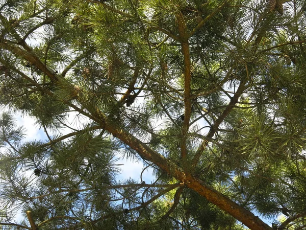 소나무의 가지들 하늘을 배경으로 원추세포가 — 스톡 사진