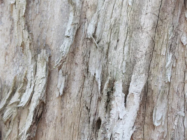 Легкая Текстура Сухой Древесины Трещинами Выемками — стоковое фото
