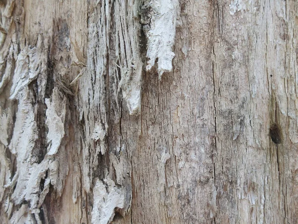 Легкая Текстура Сухой Древесины Трещинами Выемками — стоковое фото