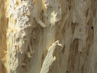 Kuru, hafif, yumuşak ağaç gövdesinin dokusu