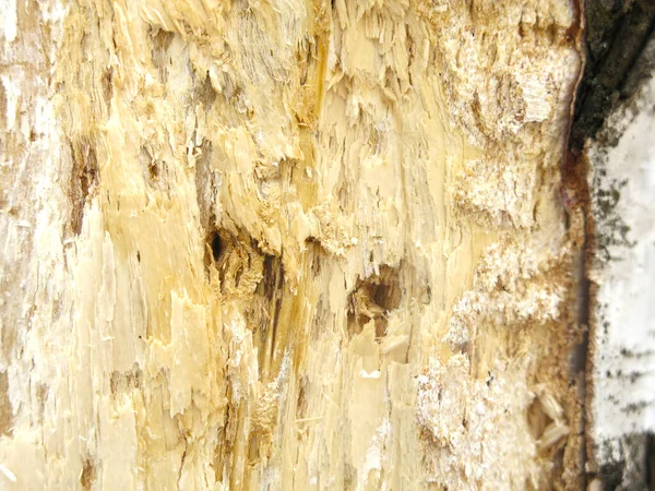 Textura Tronco Árvore Suave Leve Seco — Fotografia de Stock