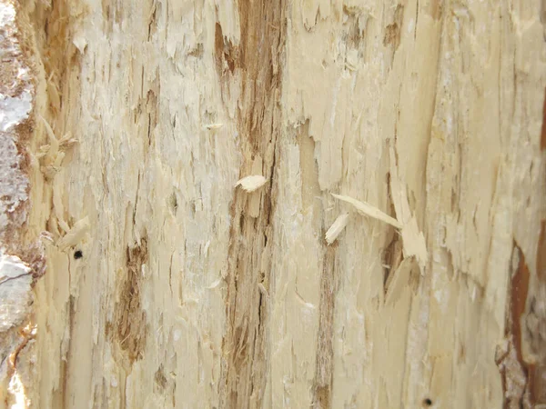 乾いた光の柔らかい木の幹の質感 — ストック写真
