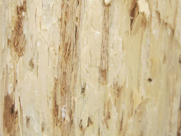 干光软木树干的纹理 — 图库照片