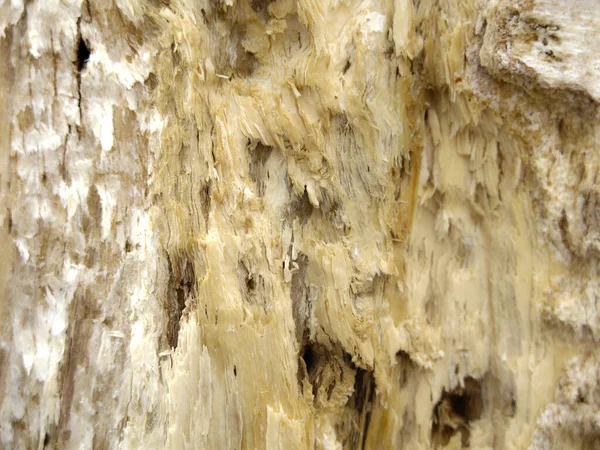 Textura Tronco Árvore Suave Leve Seco — Fotografia de Stock