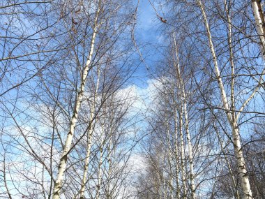 Baharın başlarında mavi gökyüzüne karşı huş ağacı koruluğu