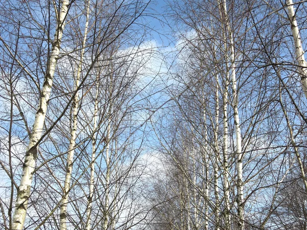 Bouleau Début Printemps Contre Ciel Bleu — Photo