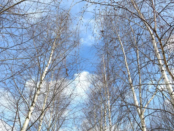 Birch Grove Early Spring Blue Sky — Stock Photo, Image