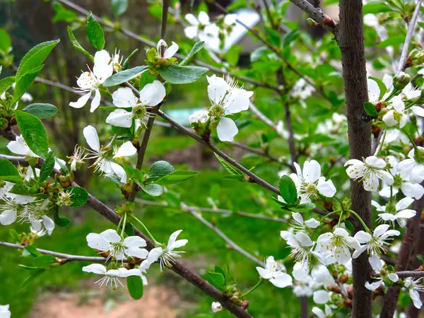 園内の早春には若い桜が咲き — ストック写真