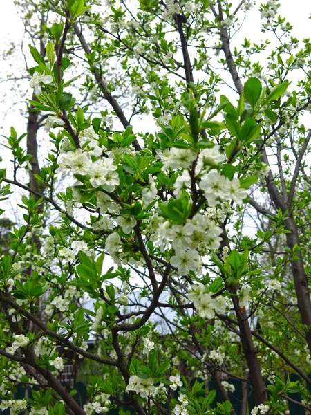 Baharda Bahçede Çiçek Açan Erik Ağacı Beyaz Kokulu Çiçeklerle — Stok fotoğraf