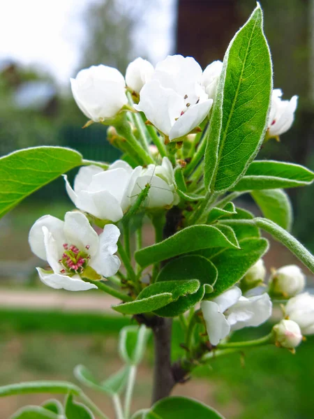 Jonge Perenboom Bloeit Het Voorjaar Met Witte Bloemen — Stockfoto