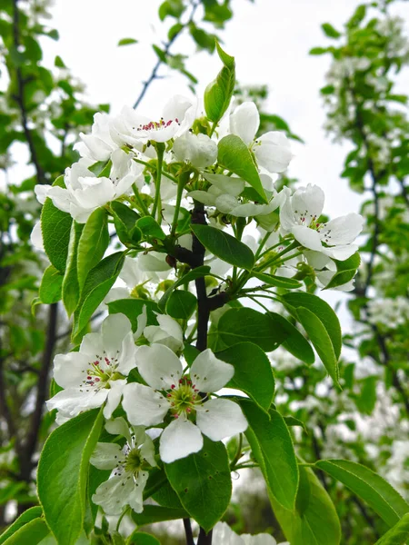 Jeune Poirier Fleurit Avec Des Fleurs Blanches Printemps — Photo