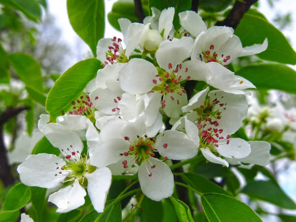 Jeune Poirier Fleurit Avec Des Fleurs Blanches Printemps — Photo