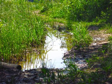 Kırık orman çamuru ve çamurlu yol yazın