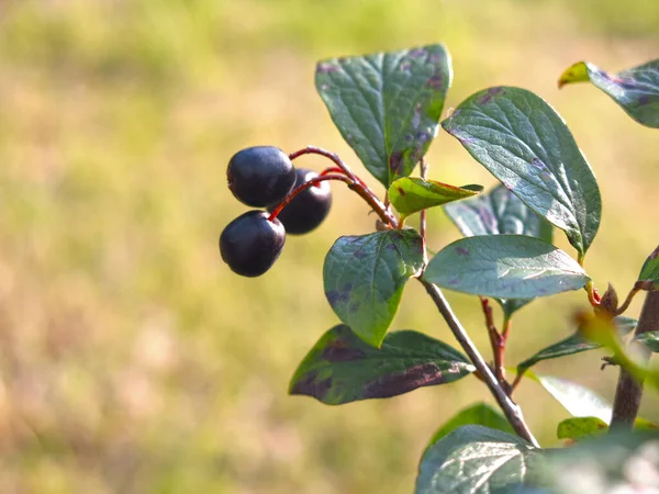 夏に黒い果実を持つ鮮やかなドッグウッド コテナスタールキドゥス の茂み — ストック写真