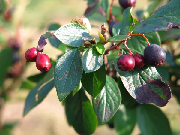 Bushes Brilliant Dogwood Cotoneaster Lucidus Black Berries Summer — Stock Photo, Image