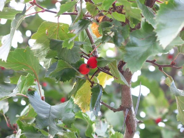 秋に赤いサンザシの果実が茂みに成長し — ストック写真
