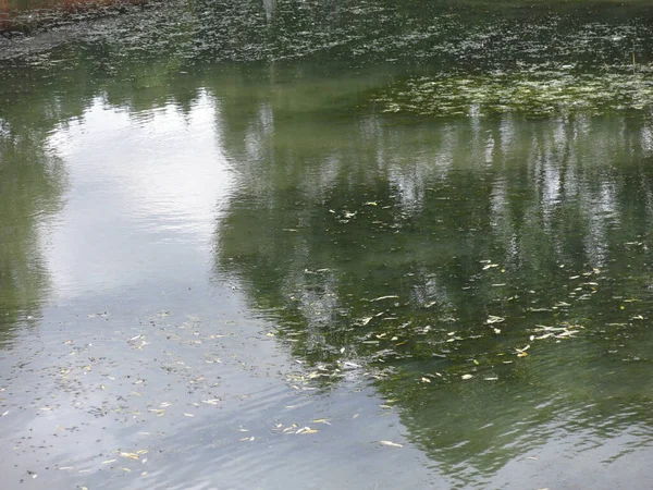 Studená Voda Venkovském Rybníku Podzim Odlesky Stromů — Stock fotografie