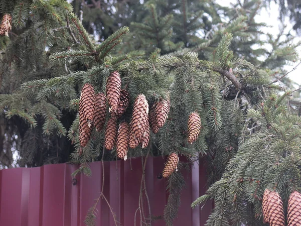 Branche Épinette Avec Nombreux Cônes Appuyés Contre Clôture Marron Image En Vente