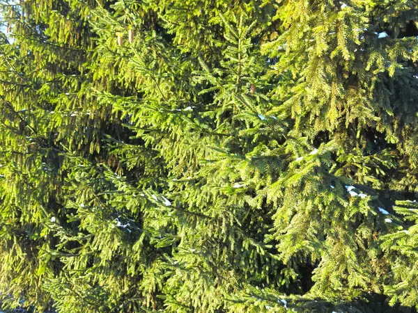 Ramas Abeto Con Conos Para Fondo Luz Del Sol —  Fotos de Stock