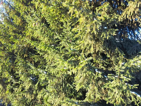 太陽の光を背景にコーンのあるモミの枝 — ストック写真