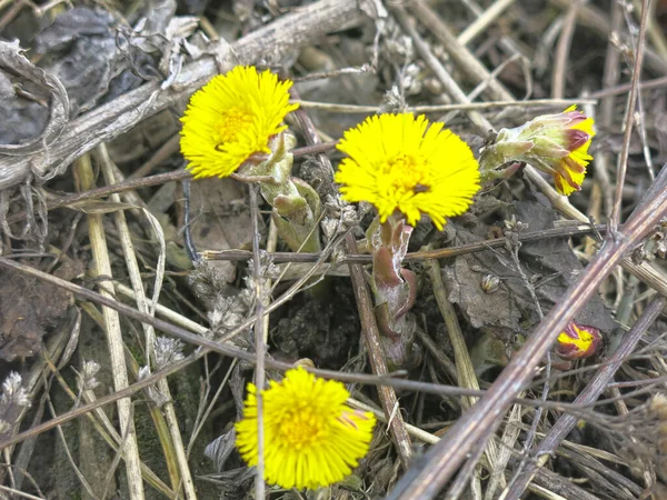 Yellow Mother Stepmother Tussilago Blooms Early Spring — Stock Photo, Image