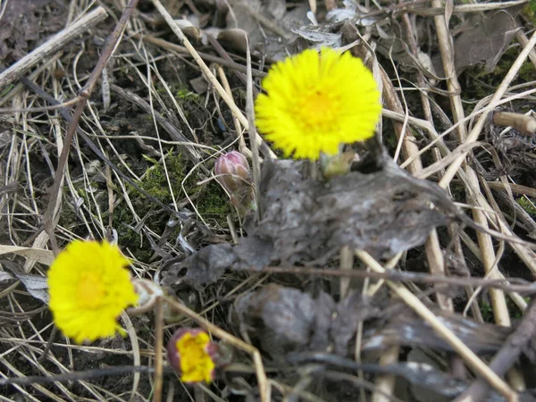 Mãe Amarela Madrasta Tussilago Floresce Início Primavera — Fotografia de Stock