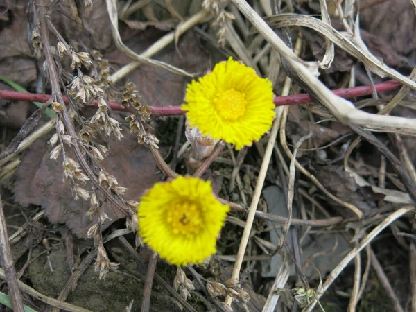 Mãe Amarela Madrasta Tussilago Floresce Início Primavera — Fotografia de Stock