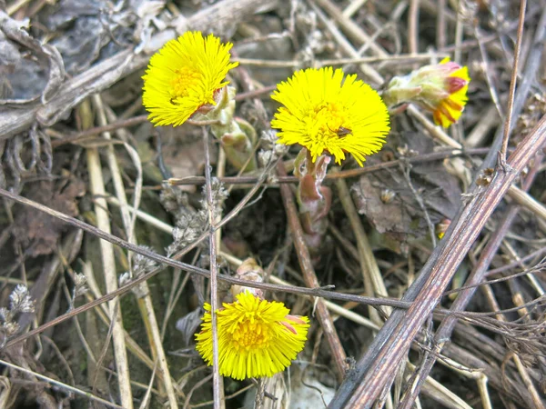 Mãe Amarela Madrasta Tussilago Floresce Início Primavera — Fotografia de Stock