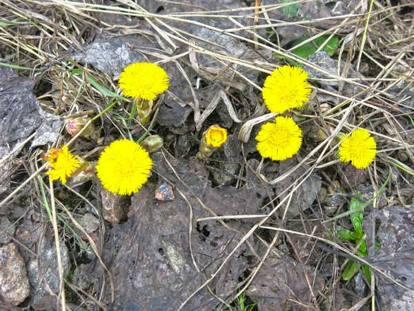 Żółta Matka Macocha Tussilago Kwitną Wczesną Wiosną — Zdjęcie stockowe
