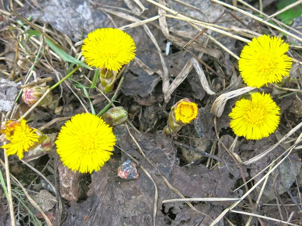 Gelbe Mutter Und Stiefmutter Tussilago Blüht Zeitigen Frühling — Stockfoto