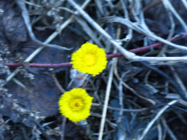 Mãe Amarela Madrasta Tussilago Floresce Início Primavera — Fotografia de Stock
