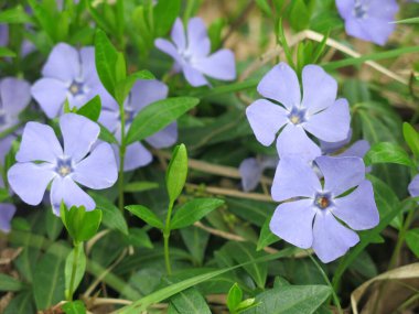 menekşe (Vinca) baharda mavi çiçeklerle açar