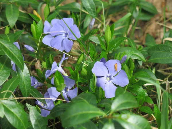 Immergrün Vinca Blüht Mit Blauen Blüten Frühling — Stockfoto