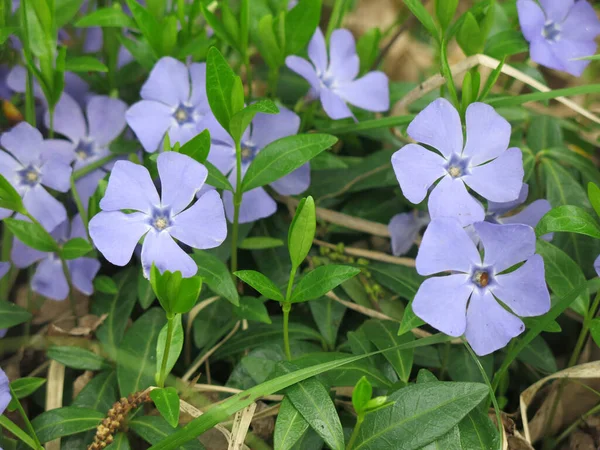 Periwinkle Vinca Mekar Dengan Bunga Biru Musim Semi — Stok Foto