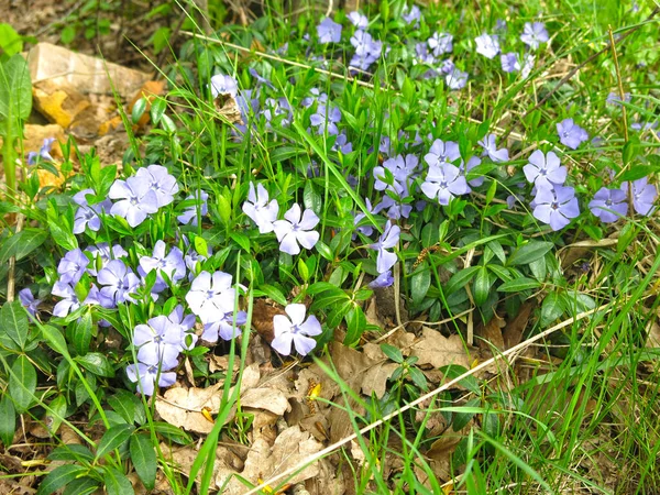 Periwinkle Vinca Blooms Blue Flowers Spring — Stock Photo, Image