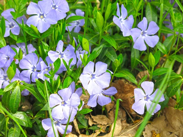 Periwinkle Vinca Mekar Dengan Bunga Biru Musim Semi — Stok Foto