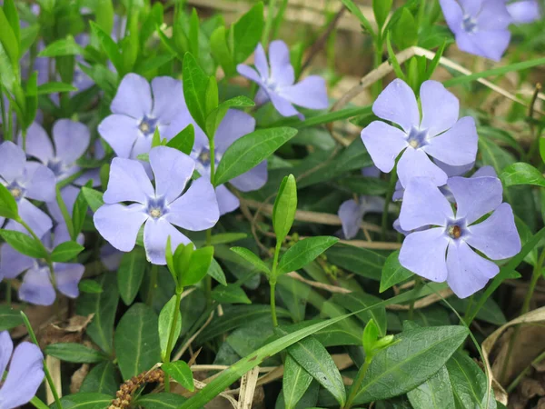 春に青花を咲かせます — ストック写真