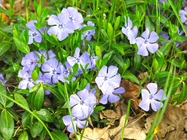 Immergrün Vinca Blüht Mit Blauen Blüten Frühling — Stockfoto
