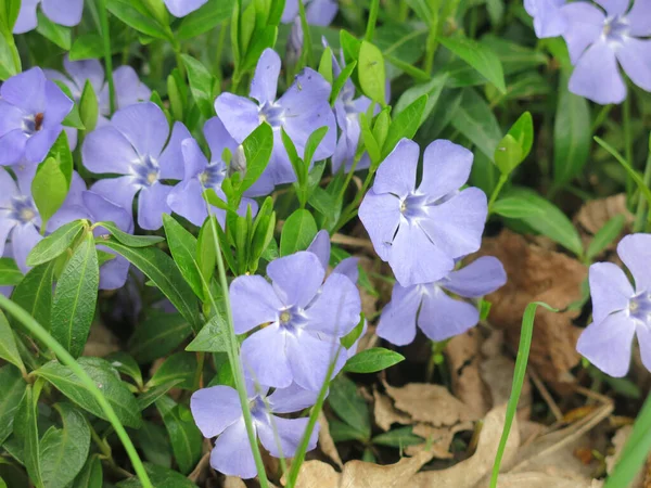 Перивинкль Мбаппе Цветет Синими Цветами Весной — стоковое фото