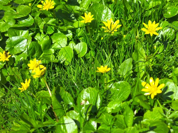 Mérgező Tavaszi Chistyak Ficaria Verna Sárga Virágokkal Virágzik — Stock Fotó