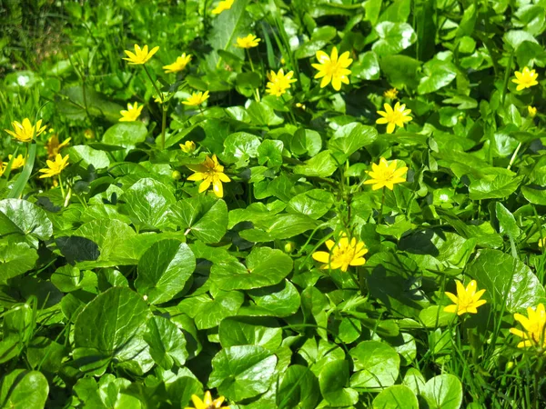 Chistyak Primavera Venenoso Ficaria Verna Floresce Com Flores Amarelas — Fotografia de Stock