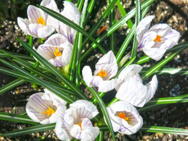 Sarı merkezli beyaz-mor crocus ilkbaharda çiçek açar.