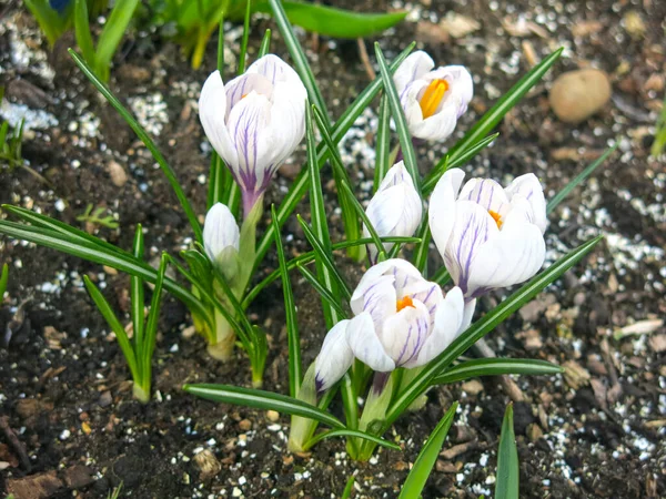 Fehér Lila Crocus Egy Sárga Középső Virágzik Tavasszal — Stock Fotó